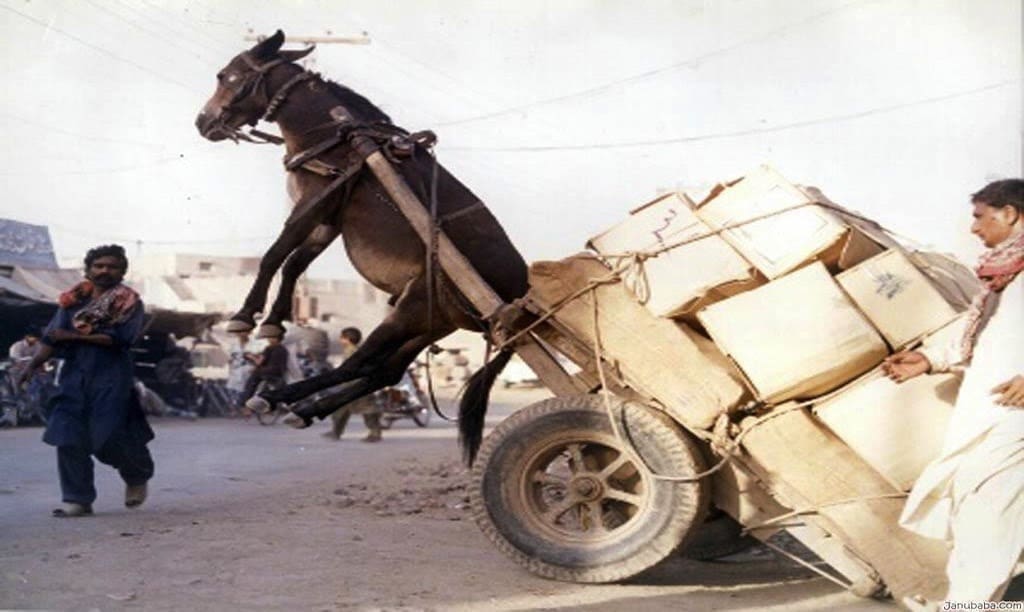Donkey rearing as overloaded cart tips